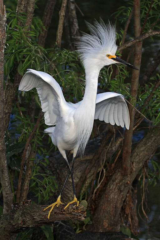 Dancing Snowy Egret   P O'Malley
